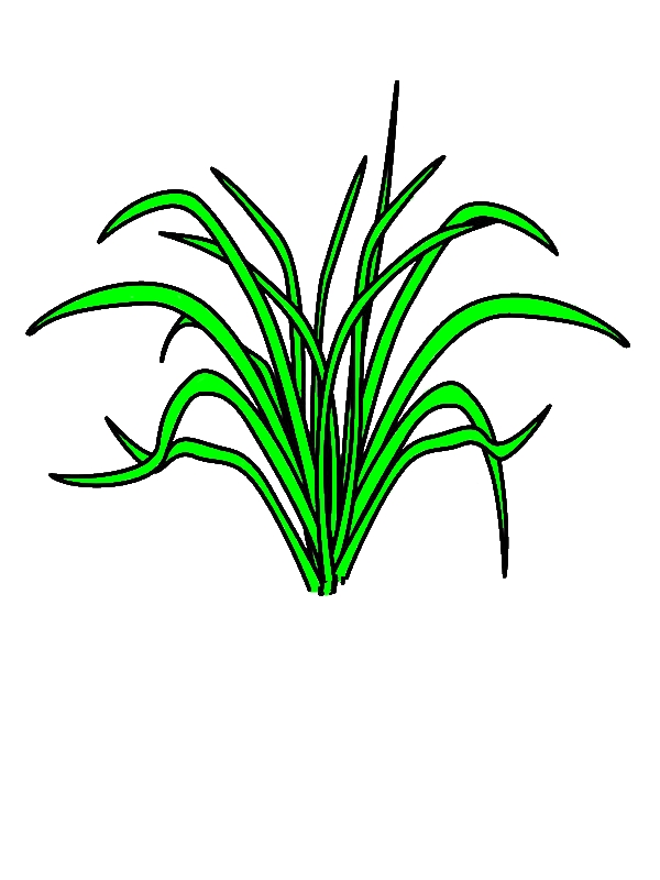 Picture Of Grass Coloring Pages by years old Robert V  Reeves  